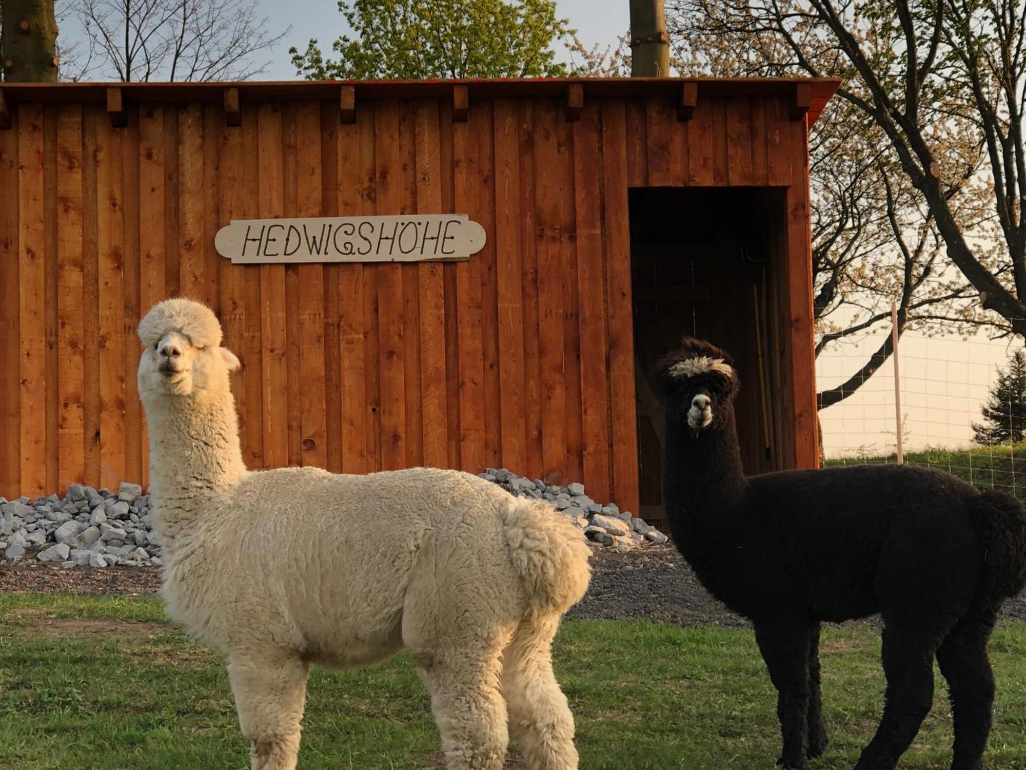 Urlaub Auf Dem Bauernhof Hedwigshoehe Hohnstein Exterior foto